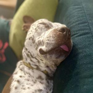 Pet Sitting For Our Honeymoon