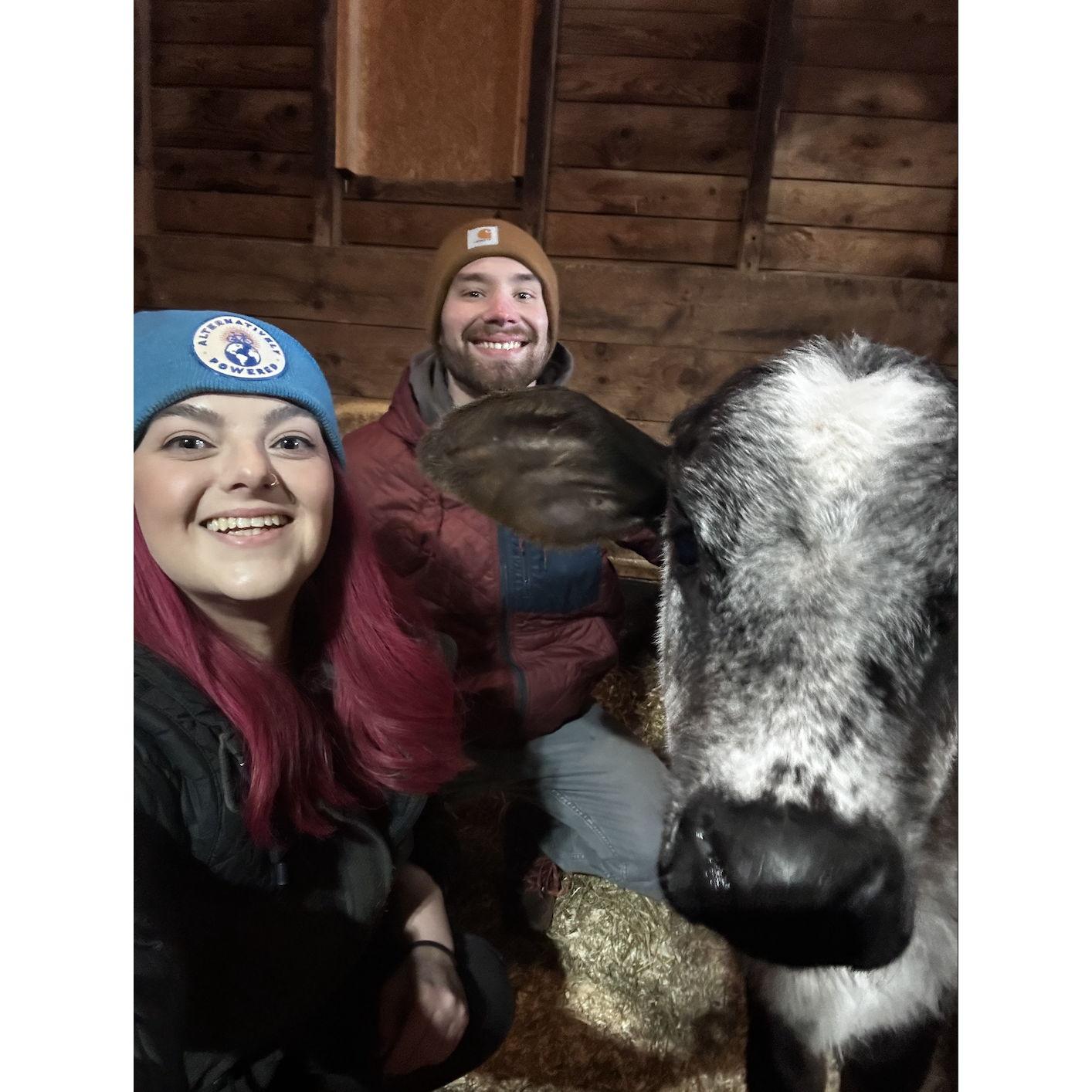 Cow Therapy