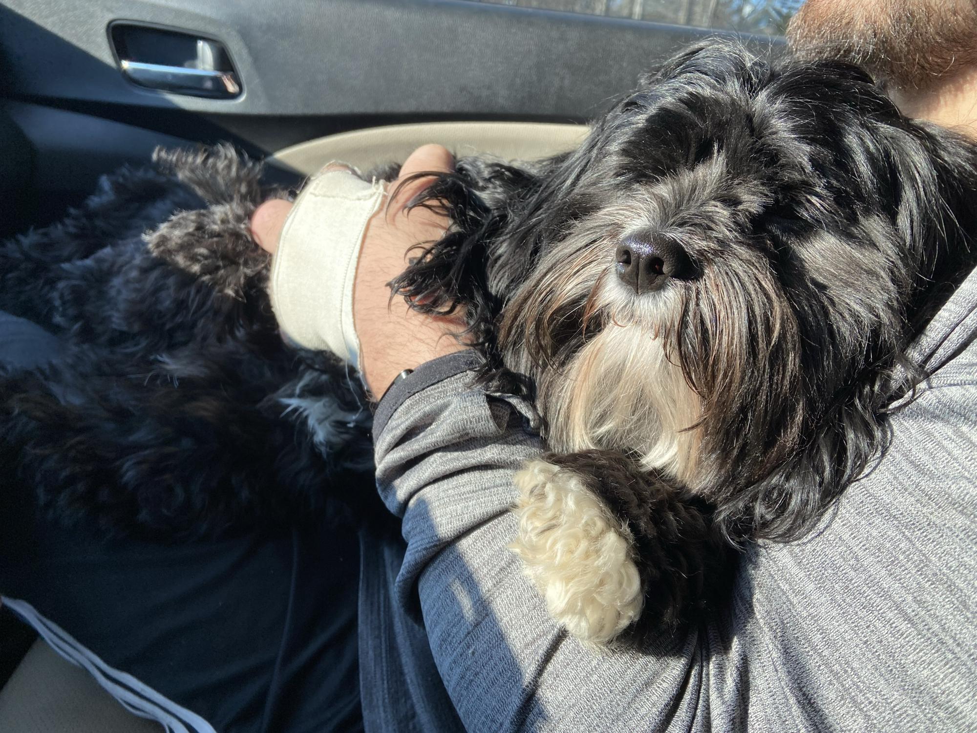 Winnie enjoying Starbucks Saturday