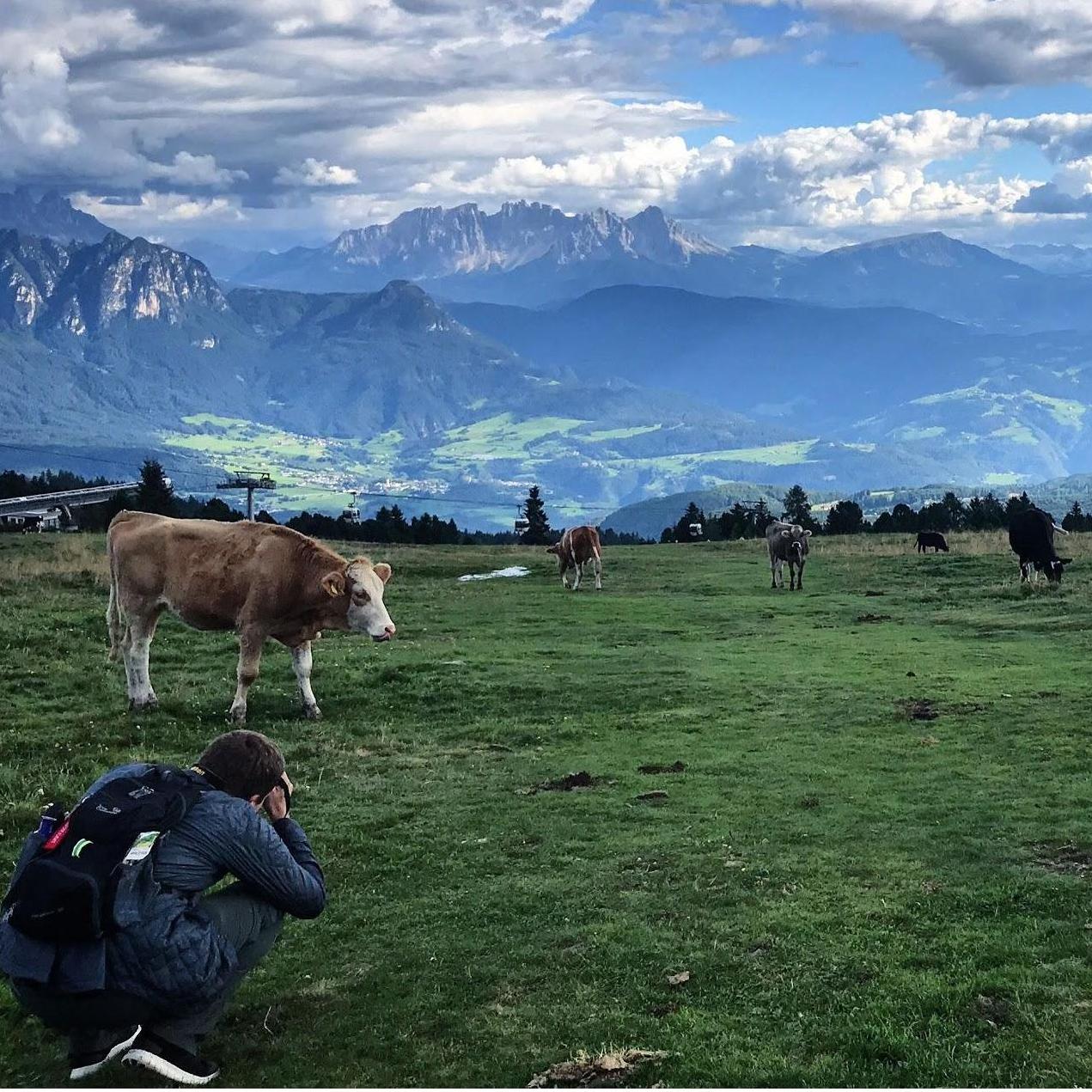 Our hunt for cows in the Dolomites!
