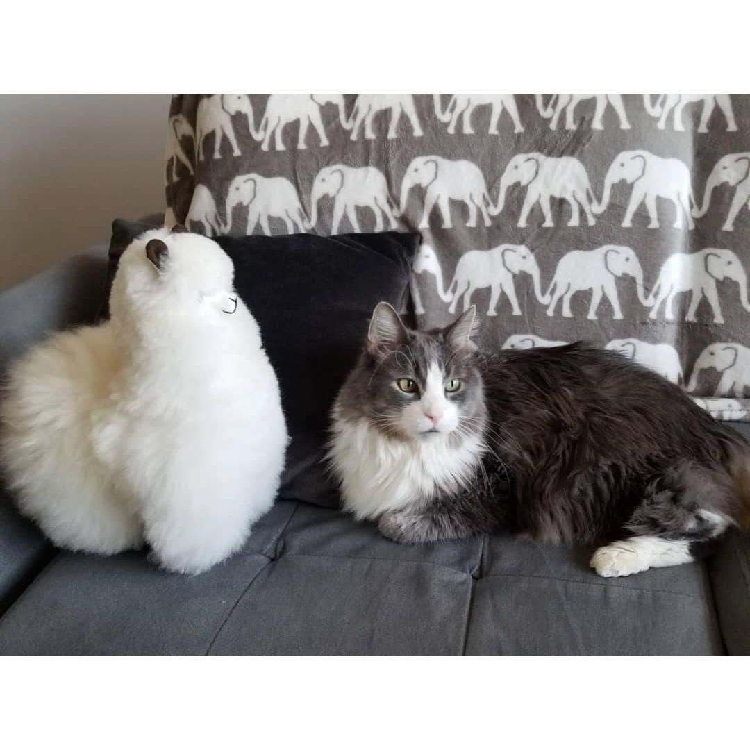 This is Toby, which is short for Tobias, we often call him Tobah. We adopted him from a close friend of ours. Toby is the most beautiful and the sweetest cat on this planet and he knows it!