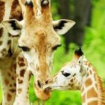 Bronx Zoo