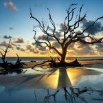 Driftwood Beach