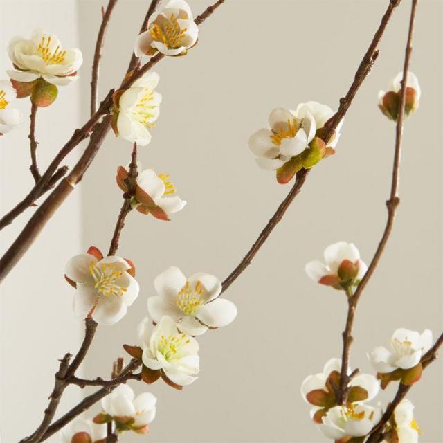 White Cherry Blossom Flower Branch