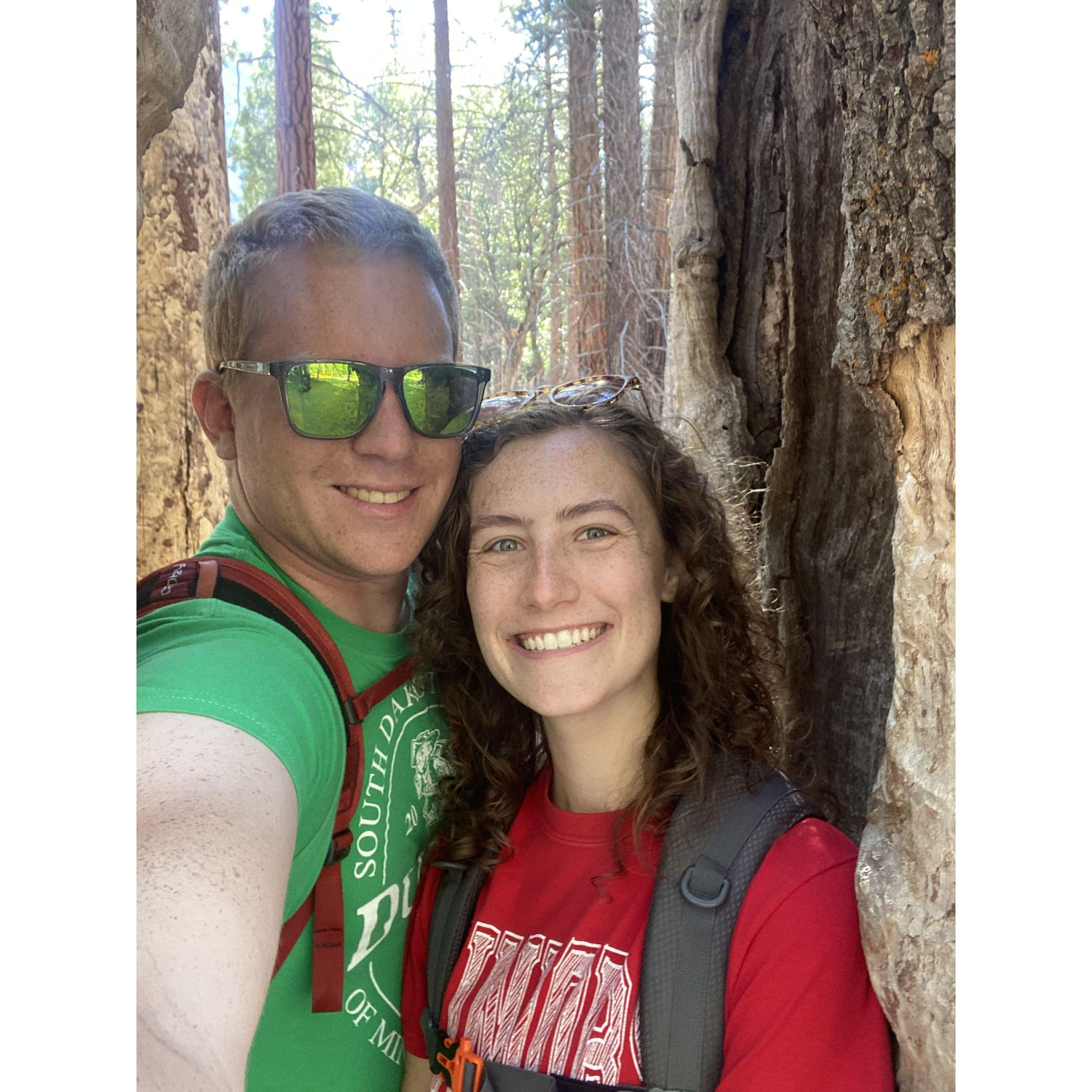 Sequoia