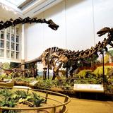Carnegie Museum of Natural History