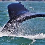 Whale Watching in S.F.