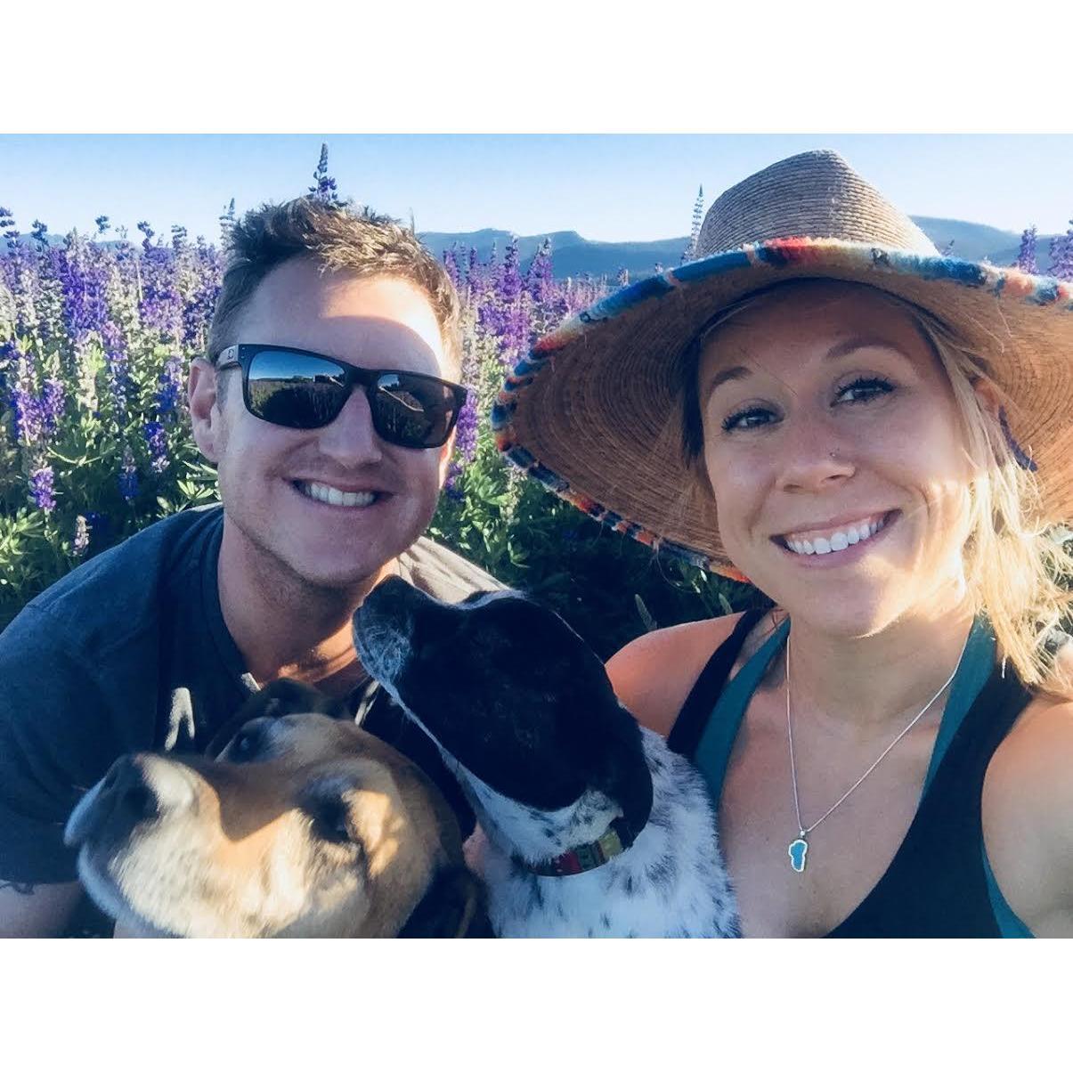 Lupine Field in Tahoe, CA 2017