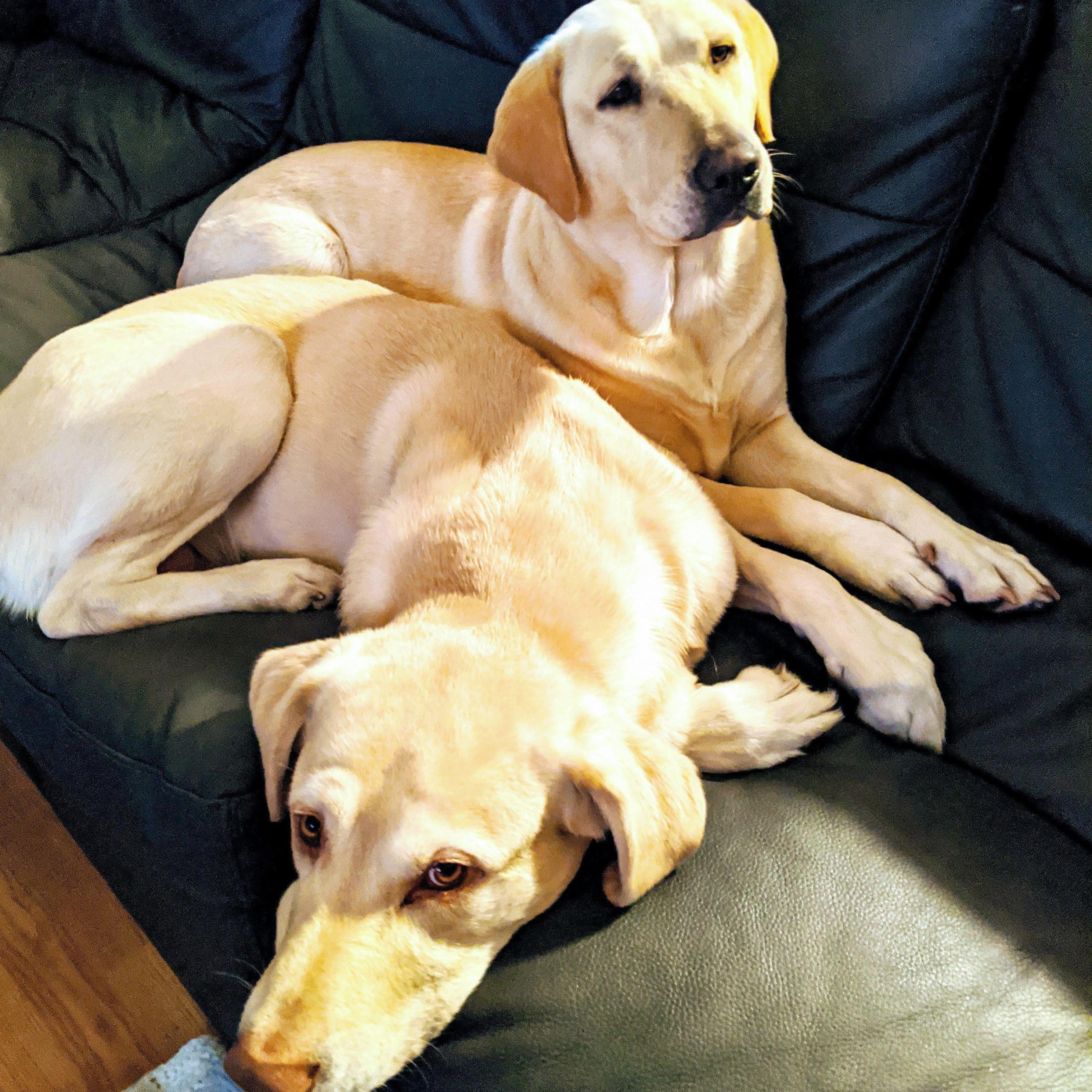 February 2020 - A few days after we got Dutchess and Duke was already in love!