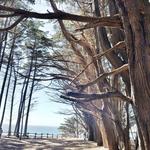 J V Fitzgerald Marine Reserve