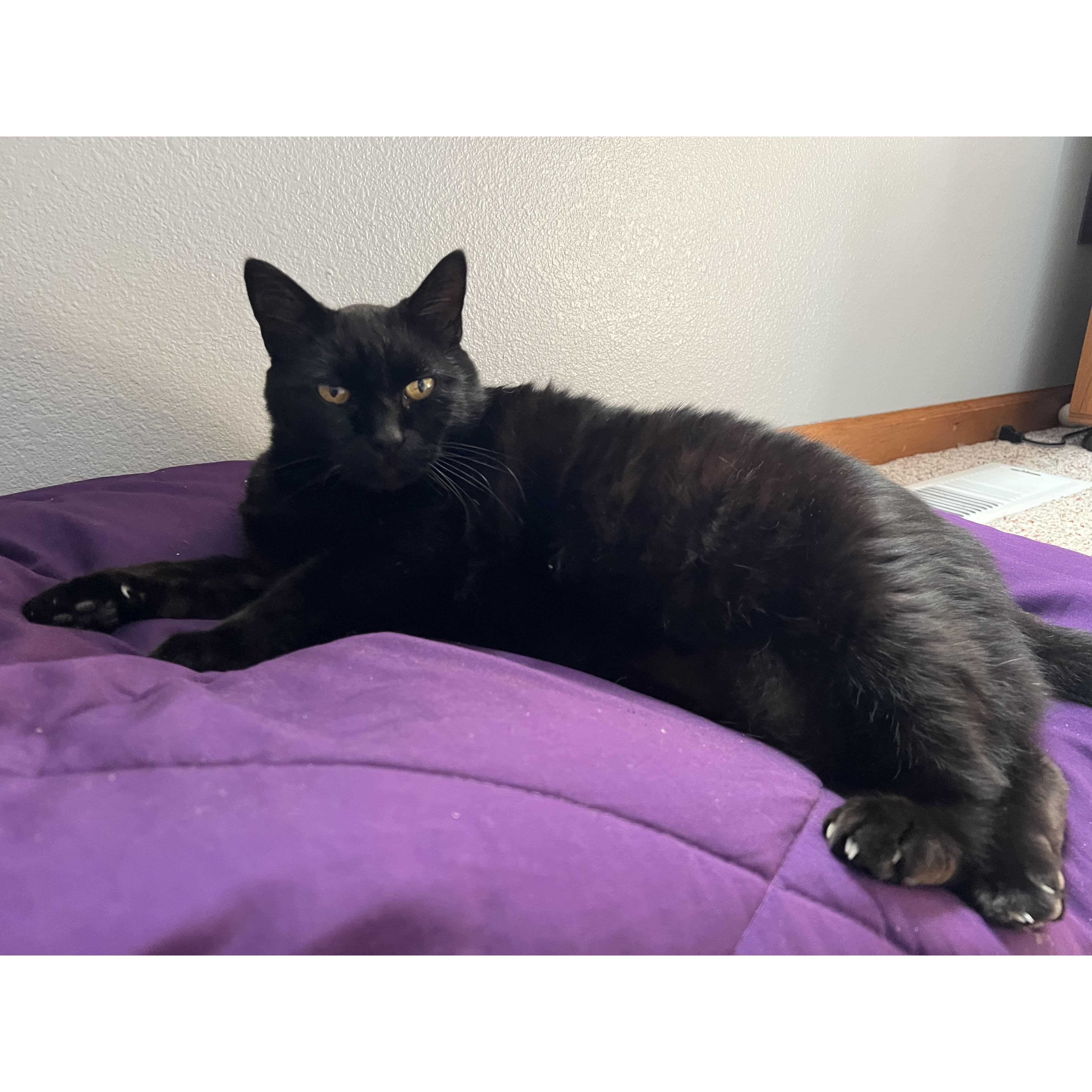 Fuzz!! He's 13 going on 14 and still very large!!!