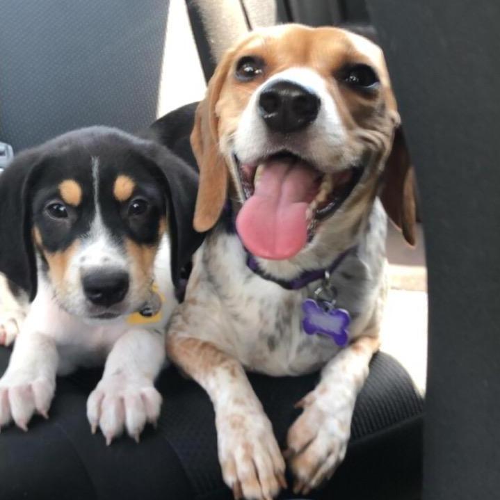 Snoops and Leia are our biggest fans