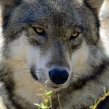 Lakota Wolf Preserve