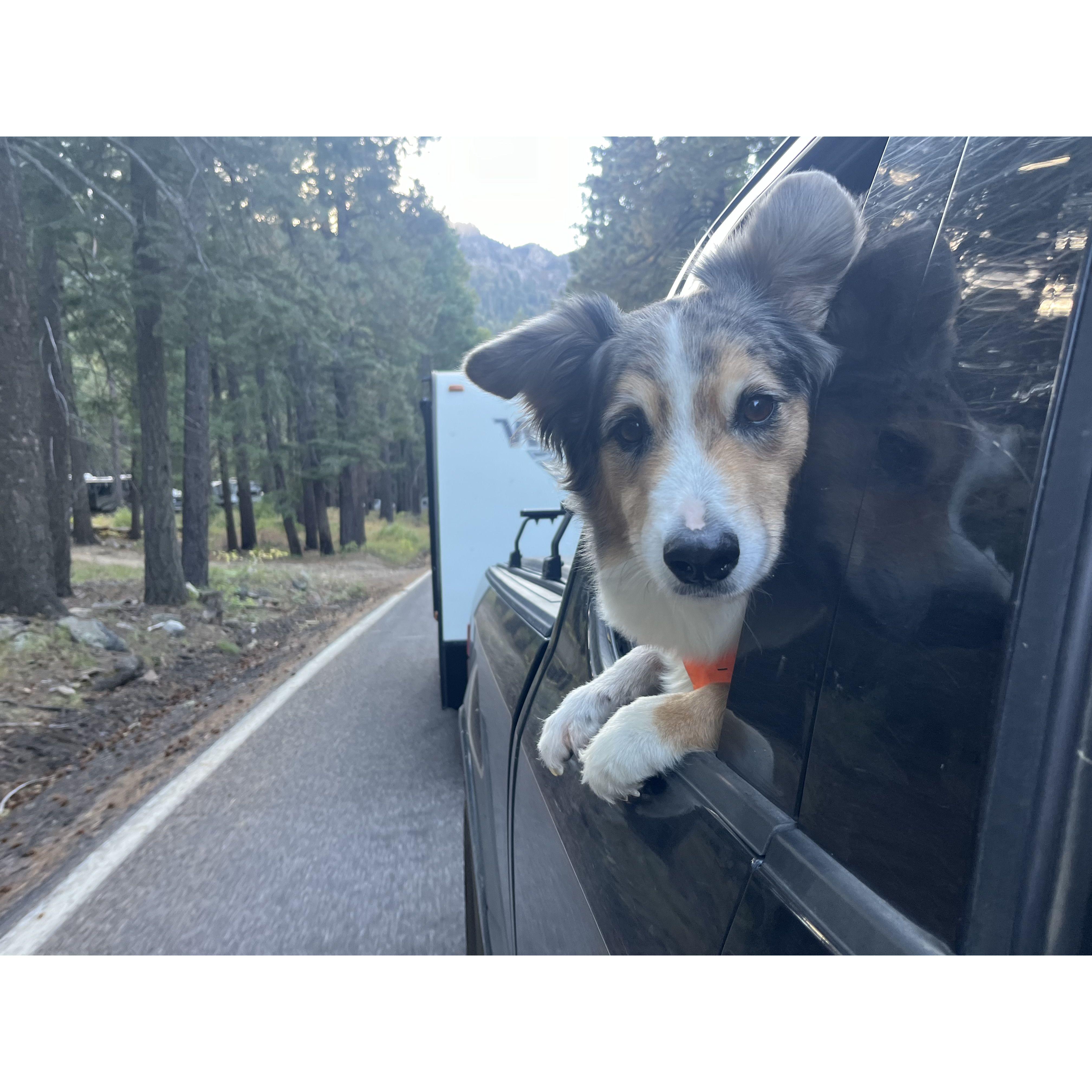 Can't forget a photo of Ryder! The ultimate adventure pup providing us with endless entertainment