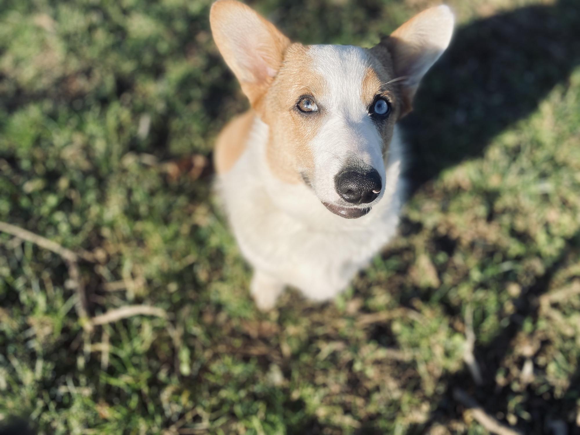 🐶💙Yeti💙🐶