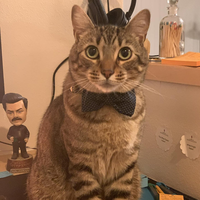 Silent Retreat for Mr. Meowghi