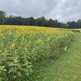 Sunflowers in Jarrettsville