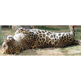 Southwest Wildlife Conservation Center
