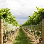 Newport Vineyards & Taproot Brewing Co.