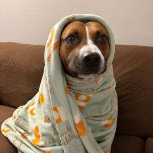BarkBox Subscription