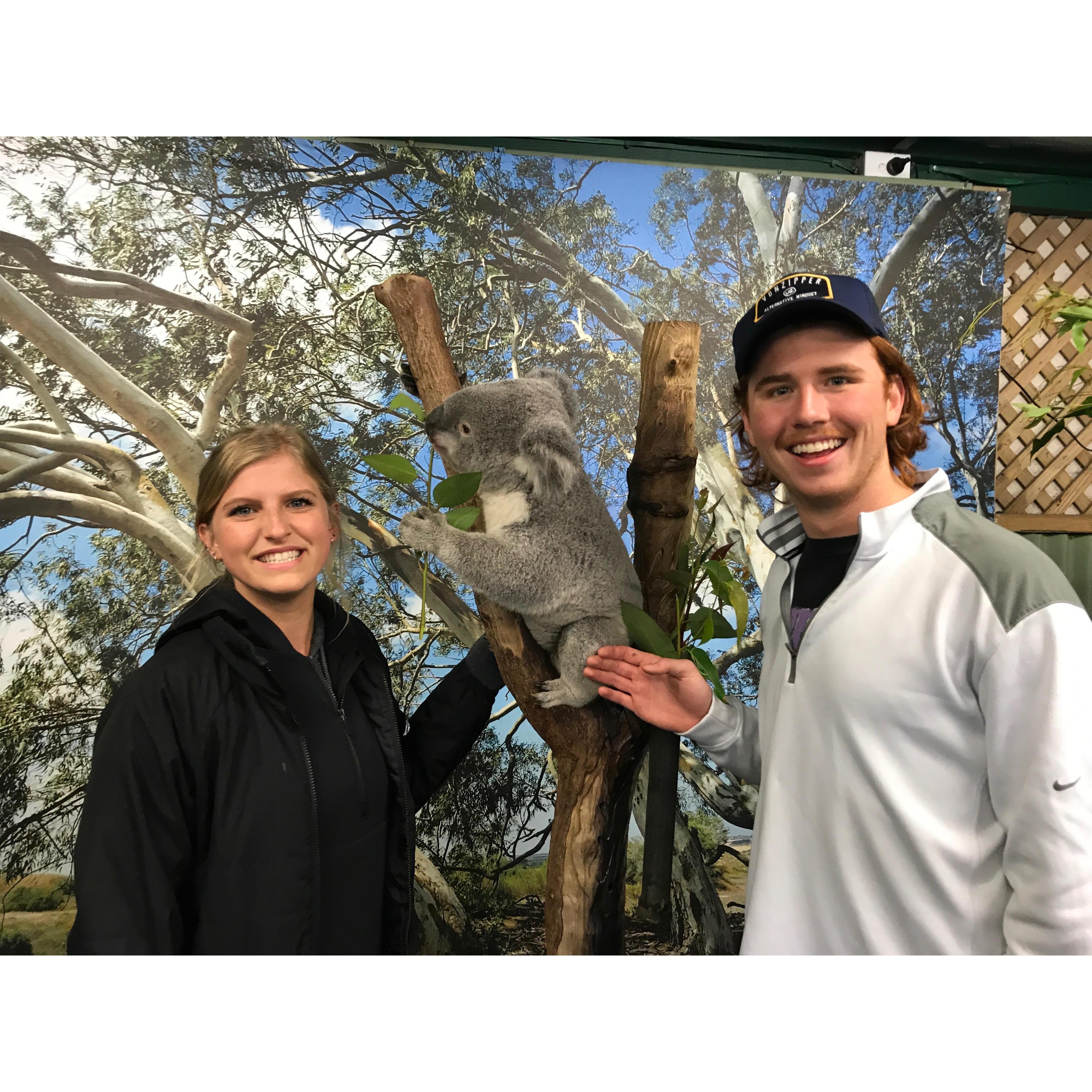 Hanging out with a koala bear in Australia