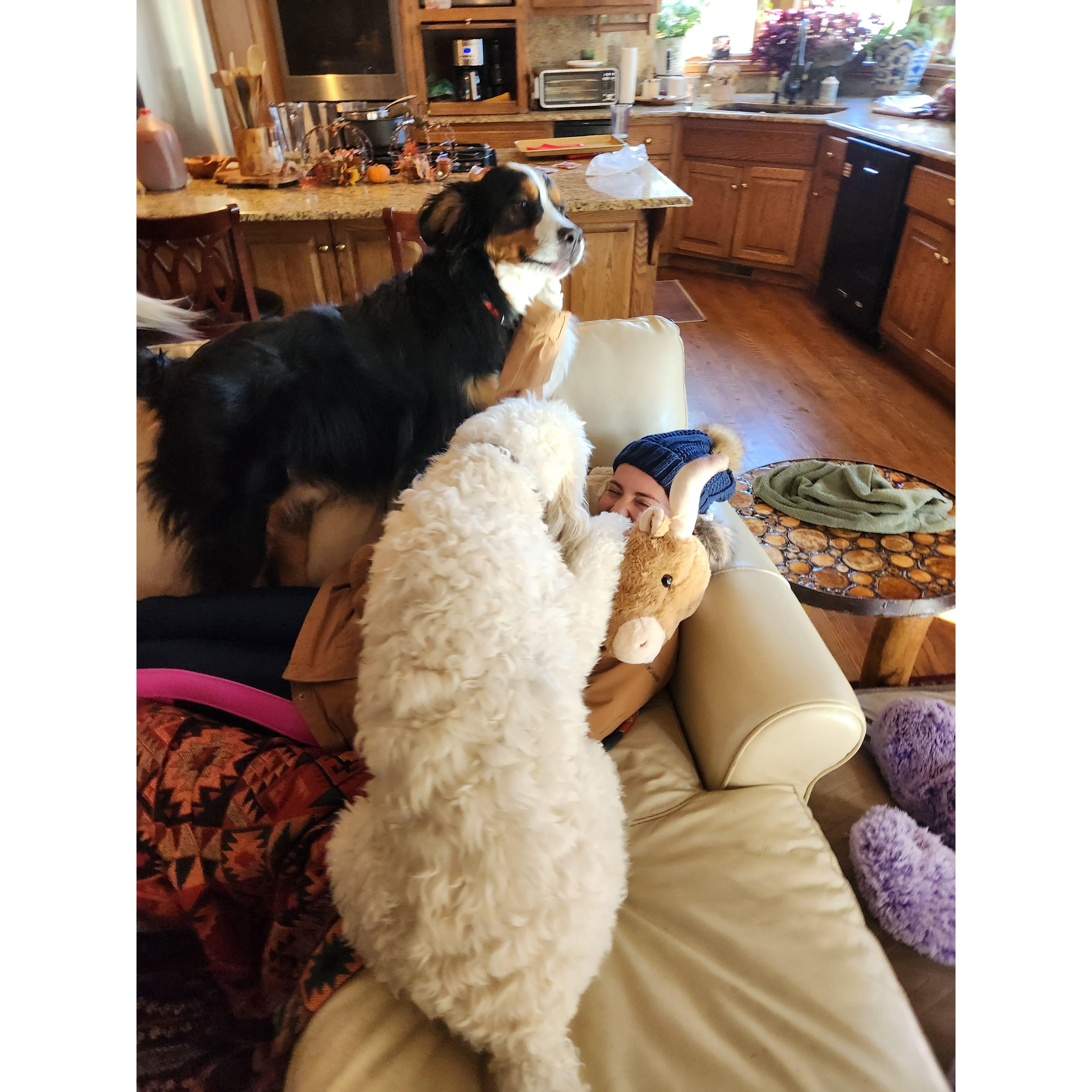 Nov 9: Clearly the dogs approve of her. Green flag.