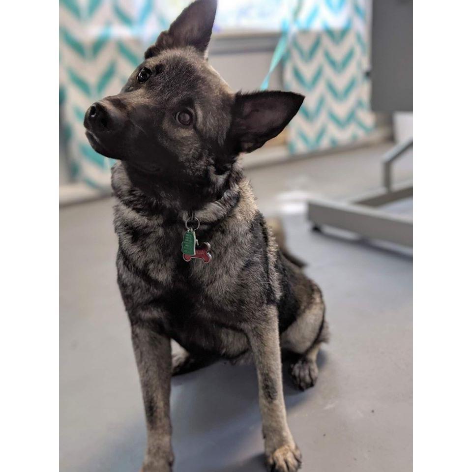 Meet Freyja, our Norwegian Elkhound.