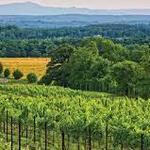 Yadkin Valley Wineries