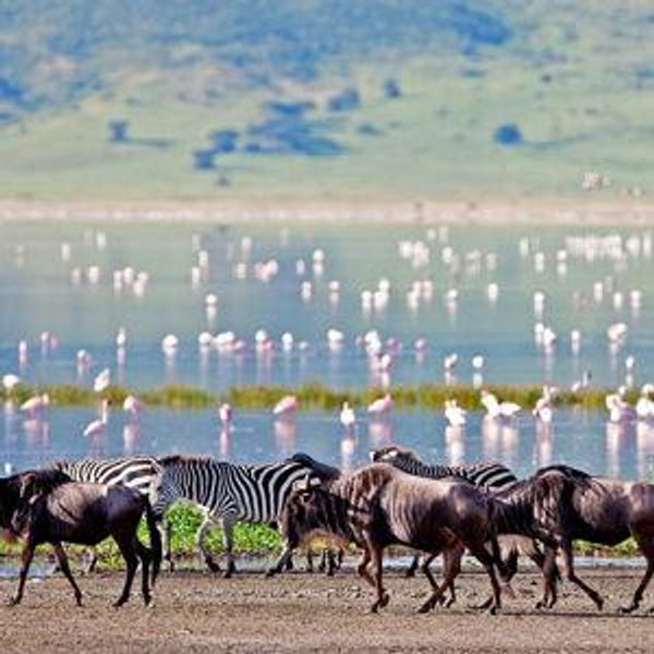 Ngorongoro Full Day Safari