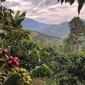 Coffee Farm Tour