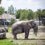 Audubon Park & Zoo