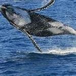 Monterey Bay Whale Watch