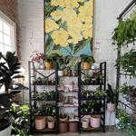 Shop: Fern Plant Shop