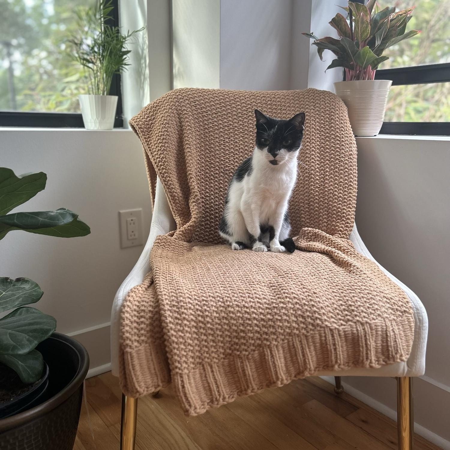 Our loving and needy cat, MooMoo.