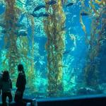 Birch Aquarium