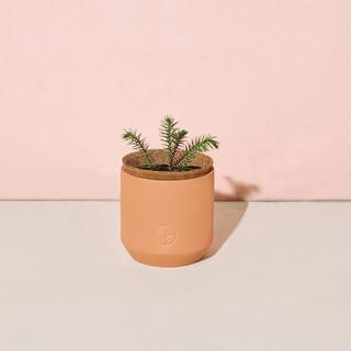 Nordic Spruce Tiny Terracotta Kit