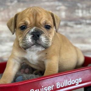 Pupper Fund