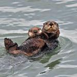 Monterey Bay Aquarium