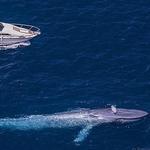 Whale Watching (and other boat tours)