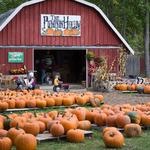 The Pumpkin Hollow