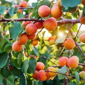 Apricot Tree
