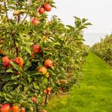 Robinette's Apple Haus & Winery