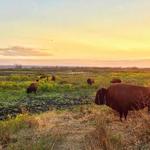 Paynes Prairie Preserve State Park