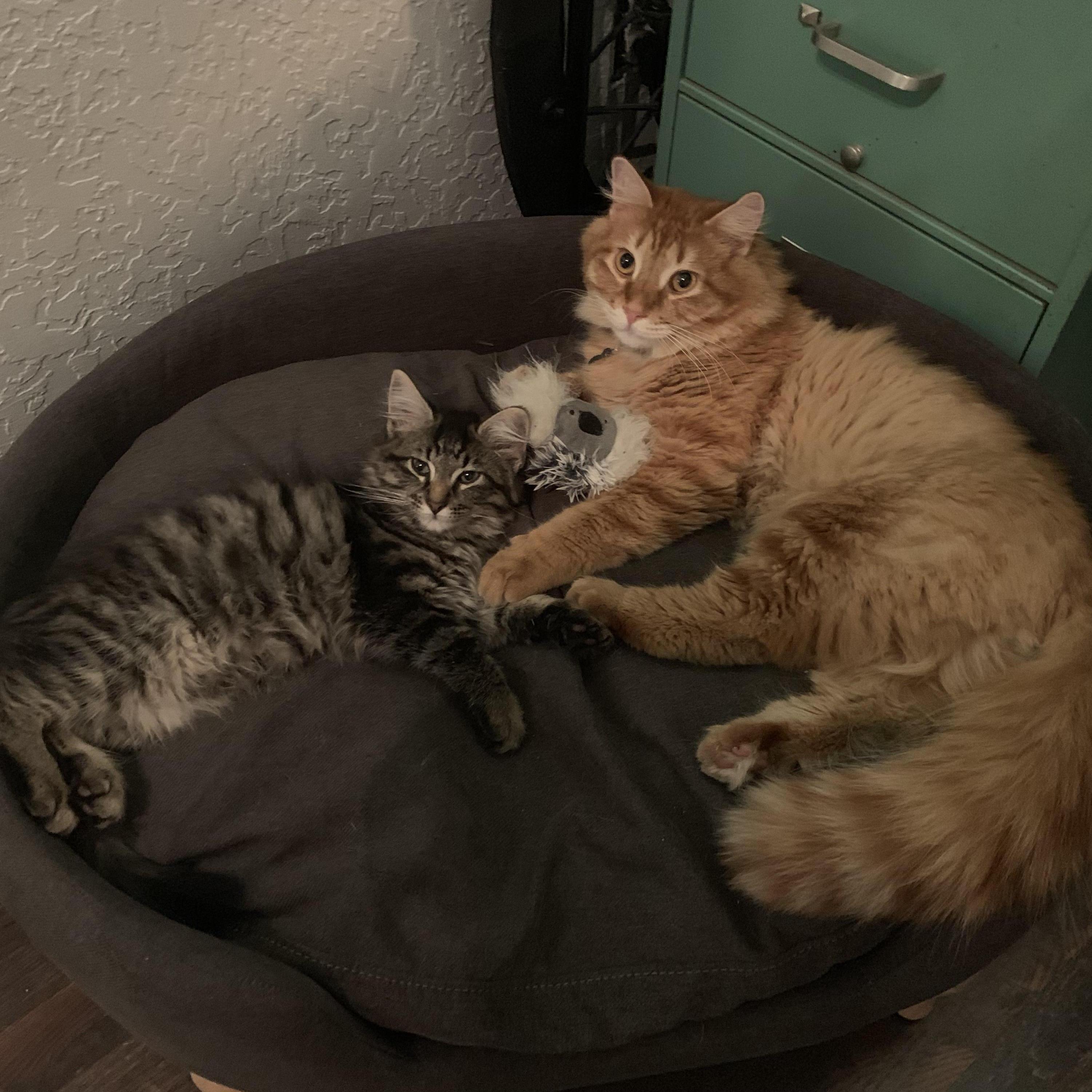 Our youngest and our oldest kitties, Octavian and Magnus (the orange one). Both boys were named after book characters from one of my favorite book series, The Dark Artifices.