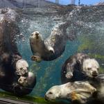 Monterey Bay Aquarium