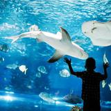 Waikīkī Aquarium