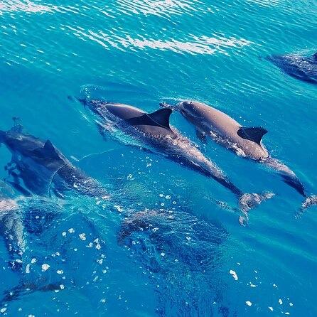 Swimming with Dolphins