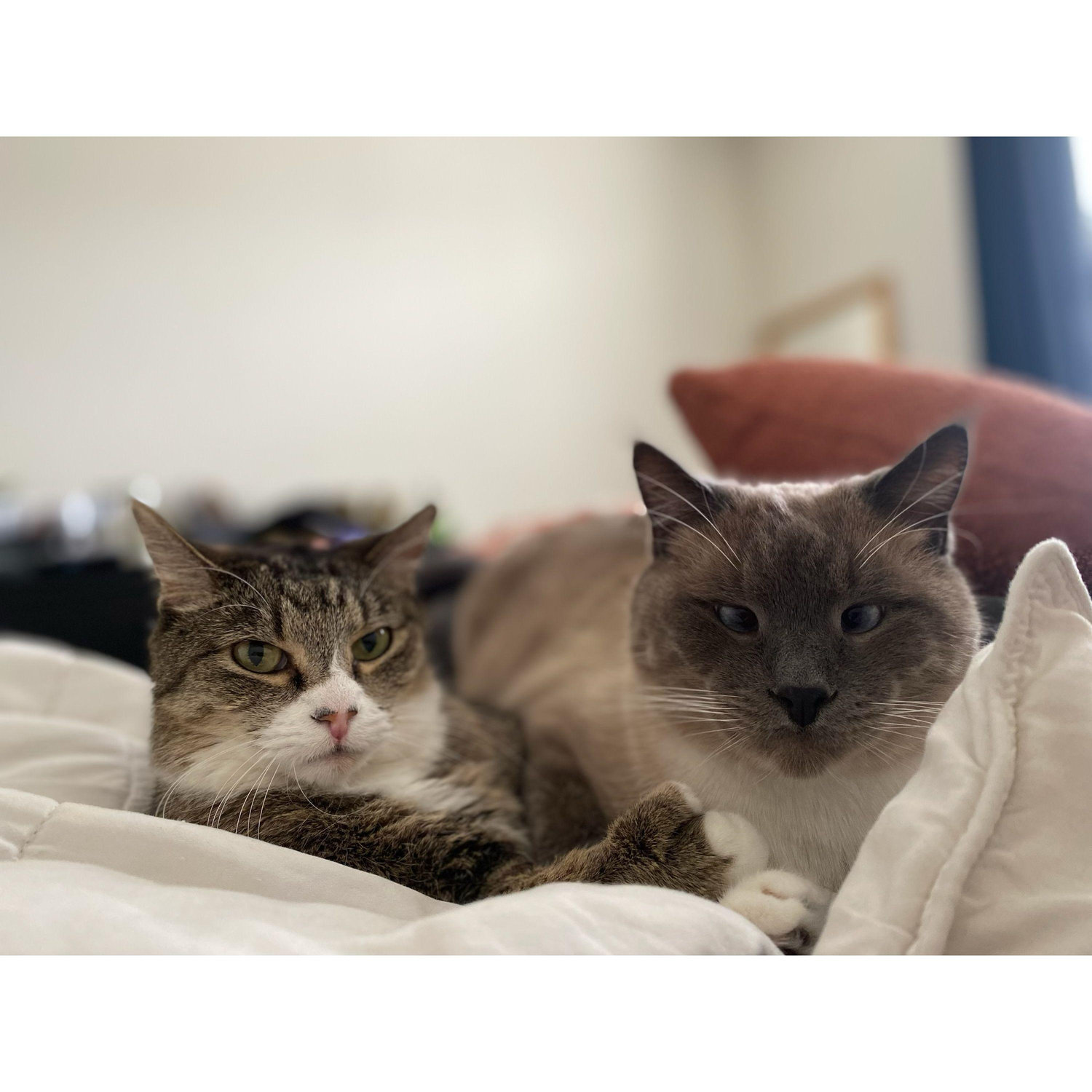 Our two kitties, Macka & Milo