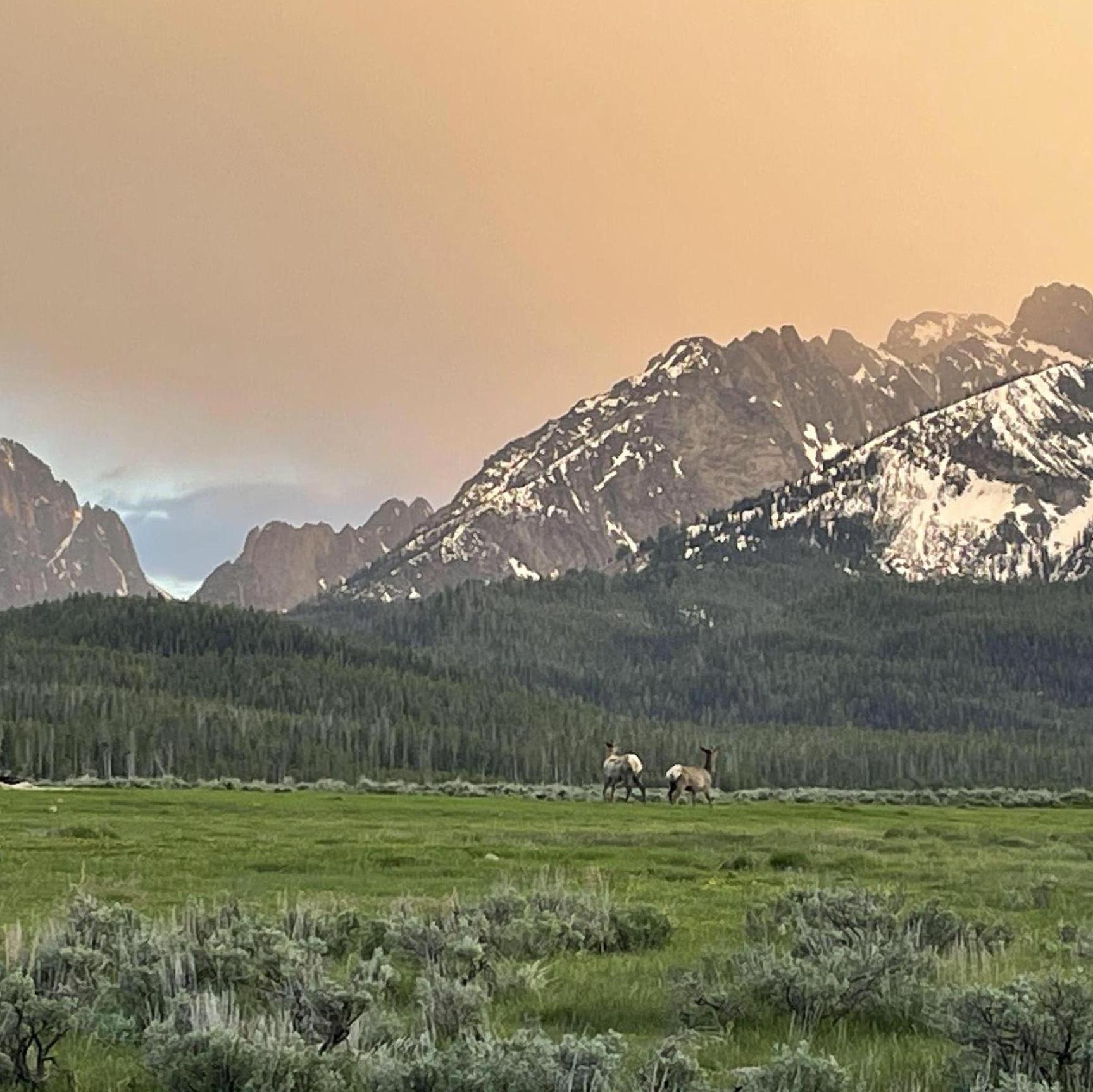 what elevation do deer turn into elk?