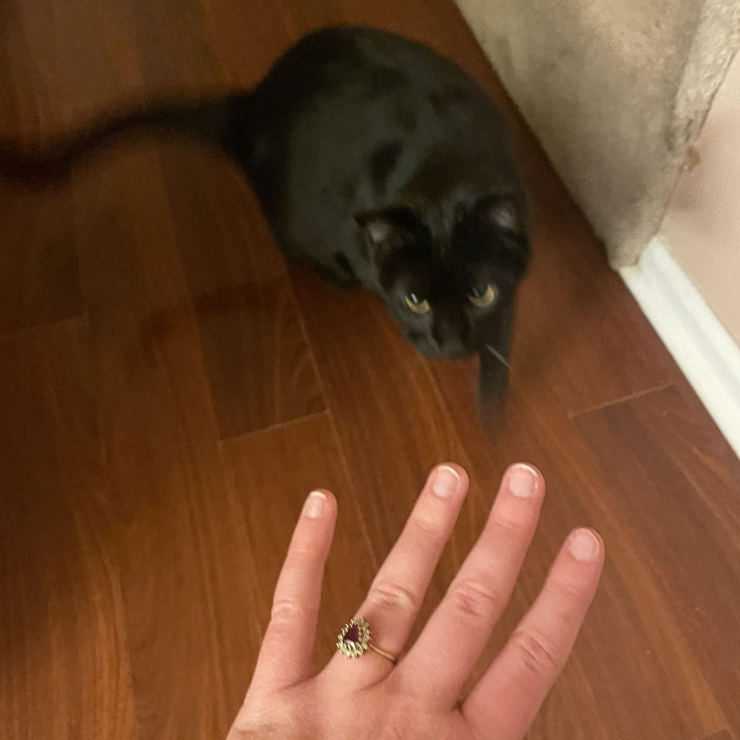 The night we got engaged 4/5
(the cats were confused)